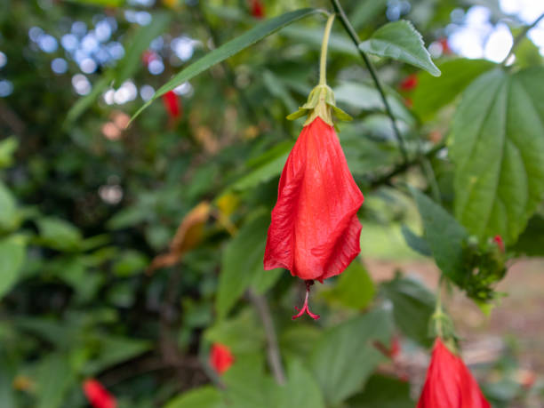 istock Crimson Blossom: A Close-Up of a Vibrant Red Flower 2158525828