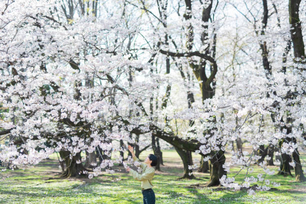 istock Portraits of women with cherry blossoms 2158526049