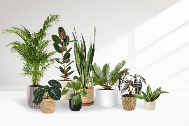 istock Houseplants in minimal ceramic pots on white background 2158528159