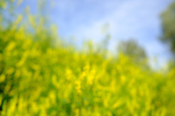Defocused background blooming yellow flowers sun morning sunlight light. Blossom background. Blooming  flowers, copy space