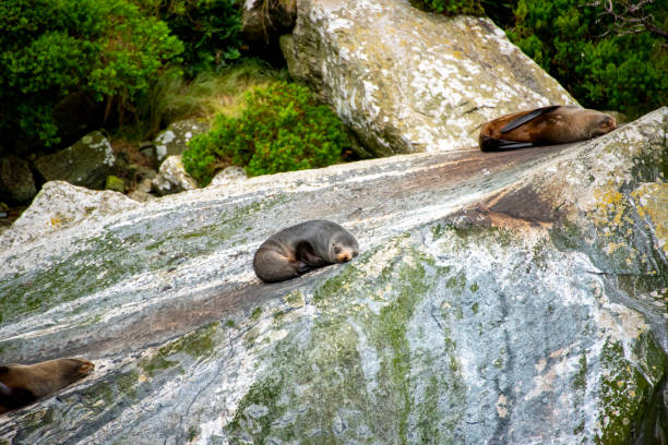 istock Seals in Milford Sound 2158529198