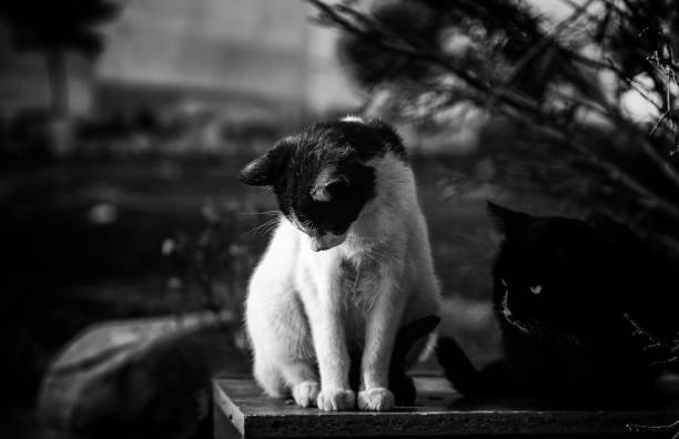 Detail of domestic animals abandoned in the street, animal abuse