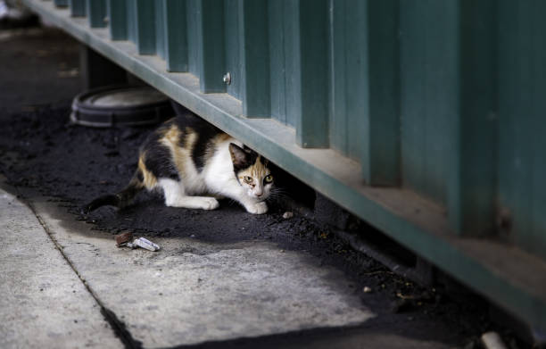 Detail of domestic animals abandoned in the street, animal abuse
