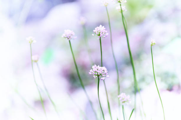 Nature background with spring flowers. Selective and soft focus. Close up.