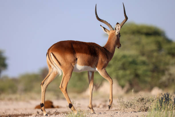 istock one impala antelope male in the savannah 2158529859