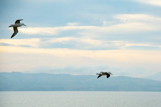 Northern Royal Albatrosses - New Zealand
