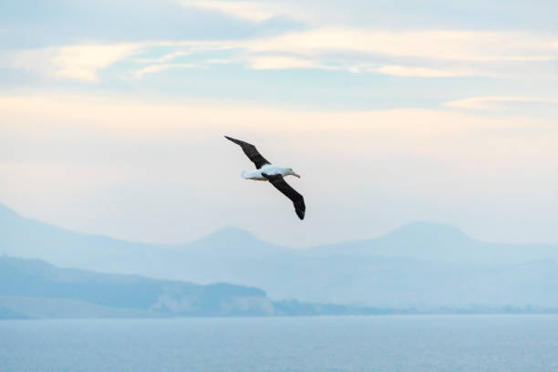 istock Northern Royal Albatross 2158529930