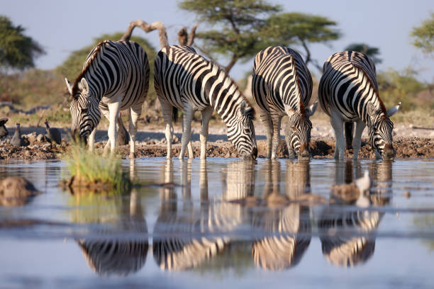 istock a group of drinking zebras which are reflected in the waterhole 2158529935