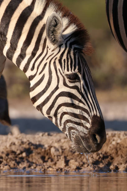 istock portrait picture of a drinking zebra 2158529990