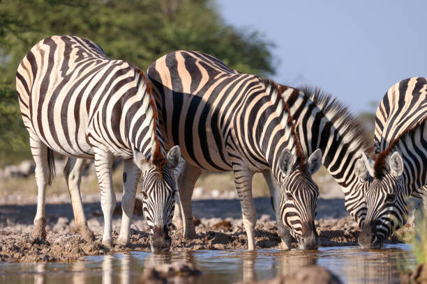istock group of zebras drink at a waterhole in Namibia 2158530101