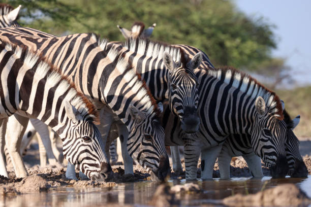 istock group of zebras drink at a waterhole in Namibia 2158530107