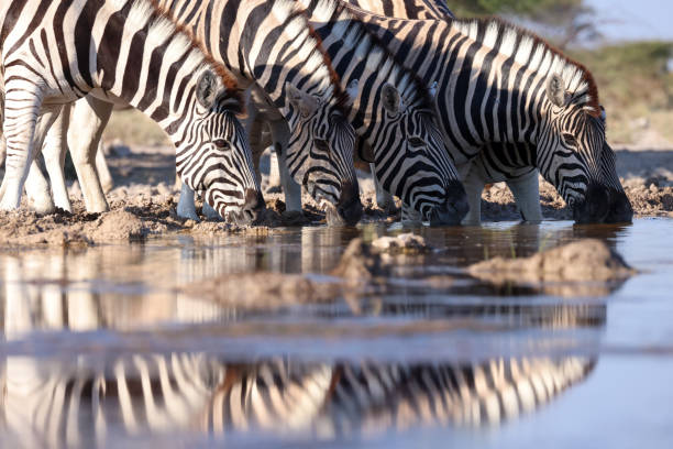istock group of zebras drink at a waterhole in Namibia 2158530114