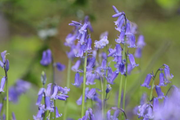 istock Common Bluebell - Hyacinthoides non-scripta within English Woodland in Spring 2158533918
