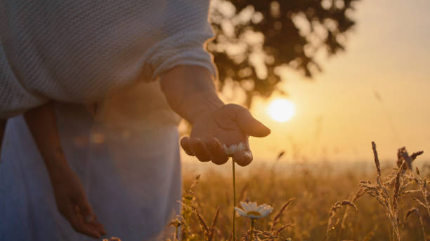 istock Serene Sunset Moment with Gentle Flower Touch 2158534532