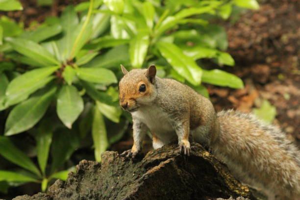 istock Grey Squirrel - Sciurus carolinensis sat on a log within a woodland within Lancashire, UK on a Sunny Summer afternoon in June 2158534546