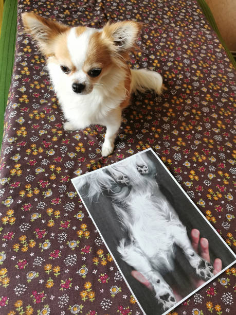 istock copy of small chihuahua 2158535252