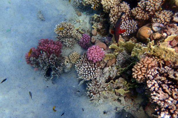 istock nice coral reef in the Egypt, Safaga 2158535320