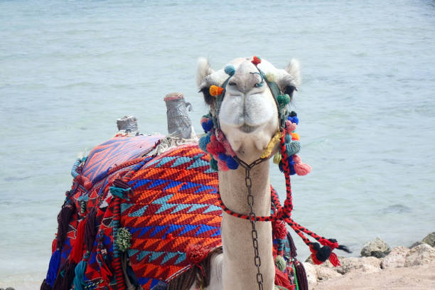 nice camel is resting near the sea