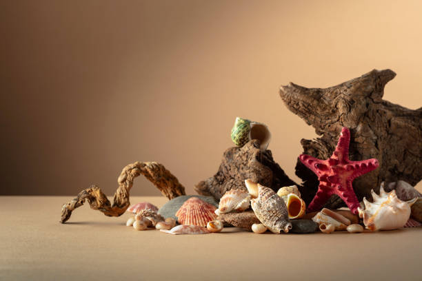 sea shells  on wooden background