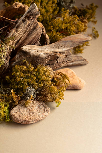 istock Abstract north nature scene with a composition of lichen, moss, and old snags. 2158535537