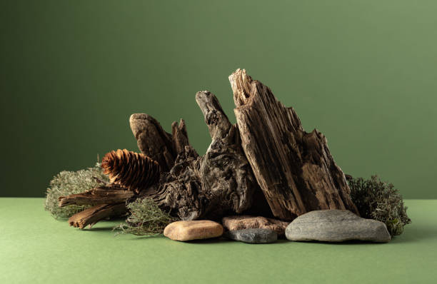 istock Abstract nature scene with a composition of moss, stones, and dry snags. 2158535565