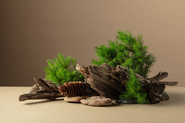 istock Abstract nature scene with a composition of spruce branches, stones, and dry snags. 2158535568