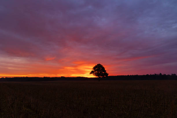 A beautiful oak tree silhouette agains the colorful sunrise sky. Natural summer morning scenery of Latvia, Northern Europe.