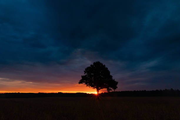 holm oak at sunset before a colorful blue sky with warm clouds in a field in Palencia