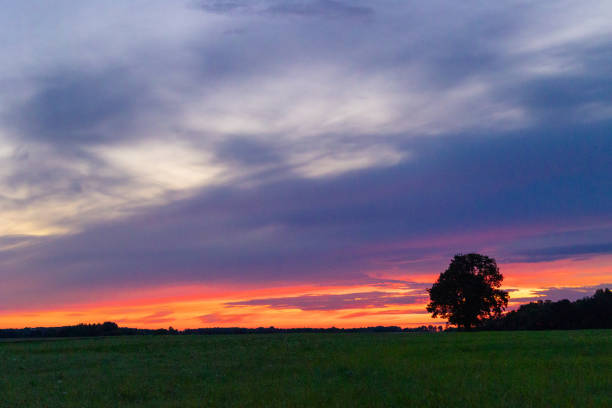istock A beautiful oak tree silhouette agains the colorful sunrise sky. 2158536448