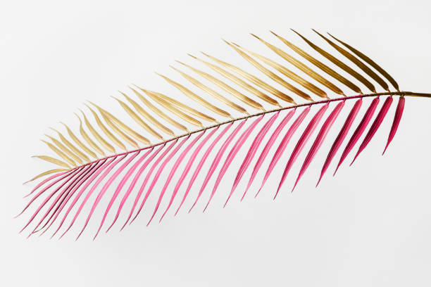 istock Areca palm leaf painted in gold and magenta on an off white background 2158537174