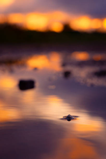 istock A beautiful sunrise reflection in the water puddle. 2158537189