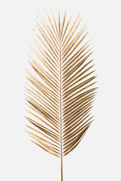 istock Areca palm leaf painted in gold on an off white background 2158537290
