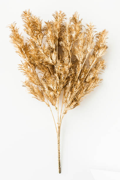istock Artificial gold fern leaves on an off white background 2158537306