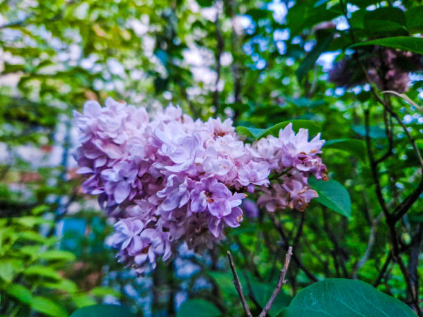 Perfection od Lilac color