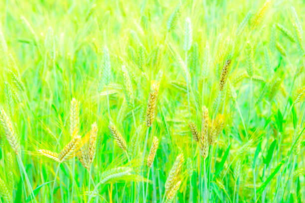 Green barley or green wheat ears are growing in agricultural field in Chiang Mai Province, Thailand. Agricultural plots for producing healthy organic food.