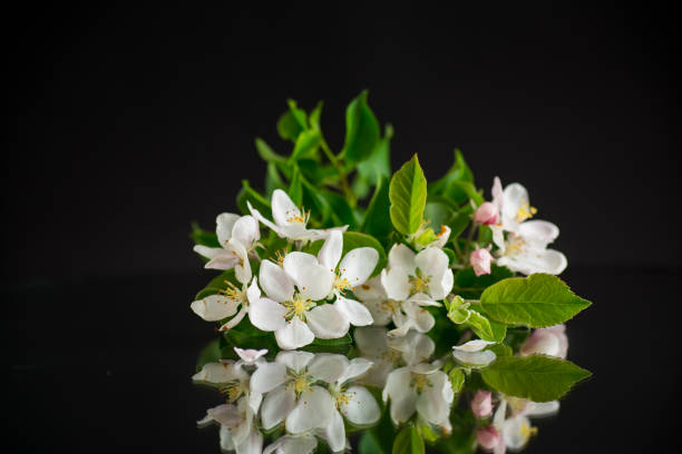 istock blooming apple tree flowers isolated on black background 2158537802