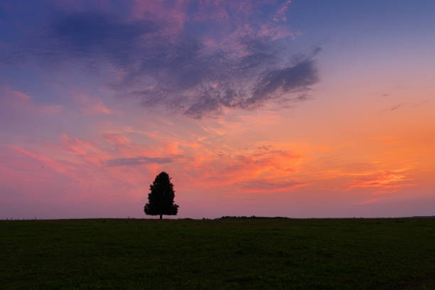 A beautiful summer sunrise with a single tree silhouette against the colorful sky. Natural morning landscape of rural Latvia, Northern Europe.