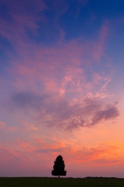 istock A beautiful summer sunrise with a single tree silhouette against the colorful sky. 2158537926