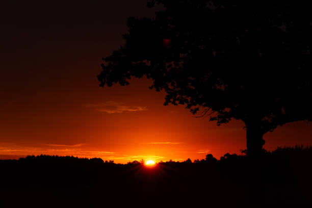 A beautiful summer sunrise with a single tree silhouette against the colorful sky. Natural morning landscape of rural Latvia, Northern Europe.
