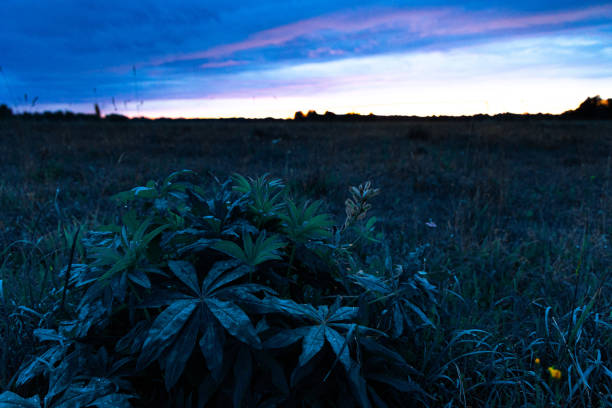 A beautiful summer sunrise in rural Latvia. Bright morning sky with dark foreground.