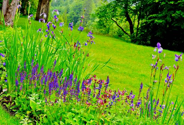 istock Wild Flowers in a Meadow 2158538944