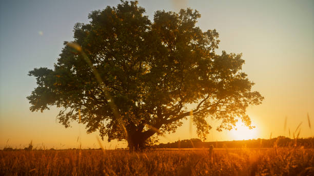 istock Serene Sunset and Silhouetted Swing 2158539283