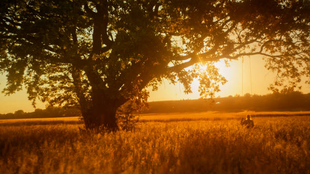 Solitary leafless tree standing on a grassy field with colorful skies at sunrise and sunset. Peaceful landscape with moody atmosphere.