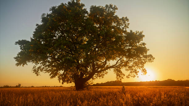 A tranquil setting as an unrecognizable individual enjoys a swing hanging from a solitary tree against the backdrop of a glowing sunset over a calm field.