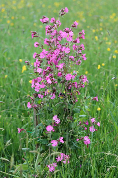 istock Red campion flowers in a meadow 2158539752