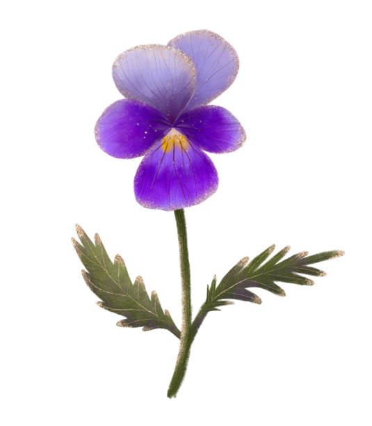istock Purple pansy on white background symbolizes elegance, delicacy, and beauty in bloom 2158539944