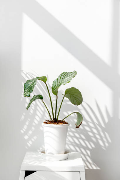 istock Calathea Orbifolia by a white wall 2158539970