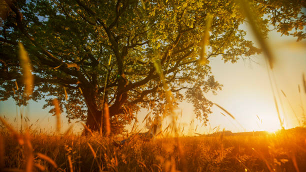 istock Young Girl Swinging Solitary under Sunlit Tree 2158540033