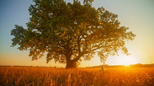 istock Young Girl Swinging Solitary Tree Sunset Scene 2158540042