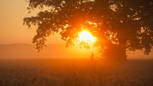 A mature Caucasian woman swings gently under a grand tree, her figure silhouetted against a misty sunset, embedding tranquility and leisure into the serene landscape.
